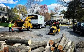 How Our Tree Care Process Works  in  Maud, TX