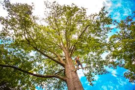 Best Fruit Tree Pruning  in Maud, TX