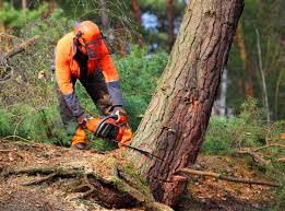 Best Hazardous Tree Removal  in Maud, TX