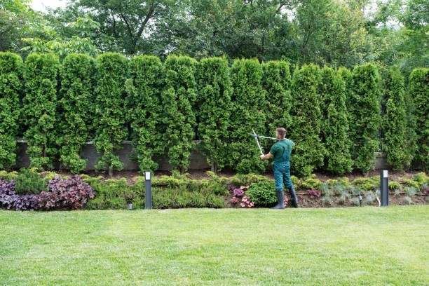 Best Stump Grinding and Removal  in Maud, TX