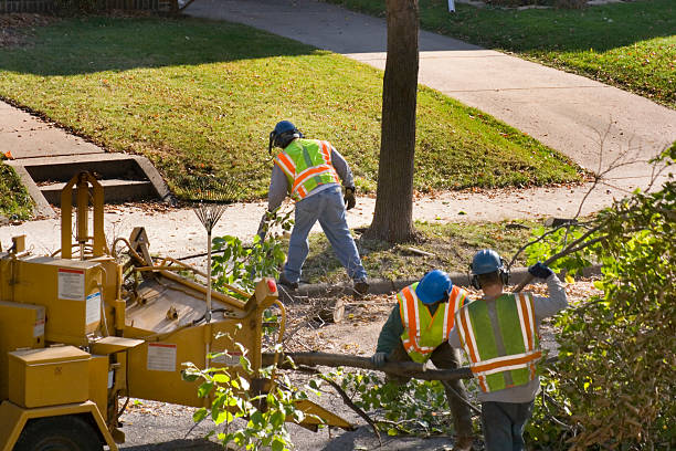 Best Tree Cabling and Bracing  in Maud, TX