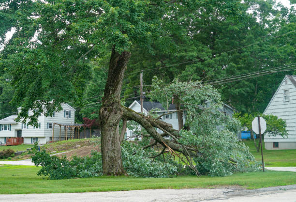 How Our Tree Care Process Works  in  Maud, TX